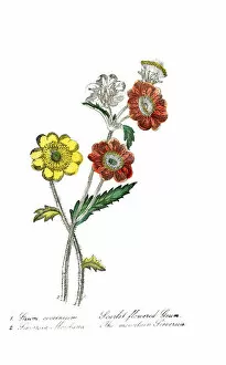 Images Dated 12th November 2018: hand painted illustration of scarlet flowered geum, Geum coccineum, and moutain sieversia