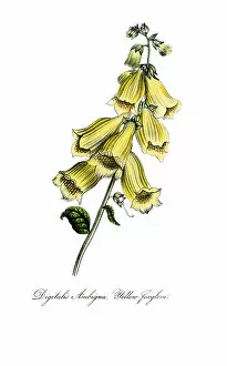 Images Dated 10th November 2018: hand painted illustration of yellow foxglove, Digitalis grandiflora