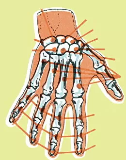 Images Dated 22nd September 2003: Hand skeleton