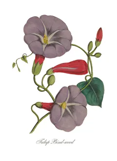 Formal Garden Collection: Handcolored Morning Glory, Bindweed, Victorian Botanical Illustration