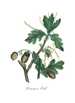 Oak Tree Gallery: Handcolored Oak Tree Victorian Botanical Illustration
