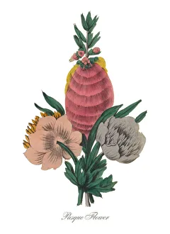 Images Dated 17th July 2015: Handcolored Pasque Flower Victorian Botanical Illustration