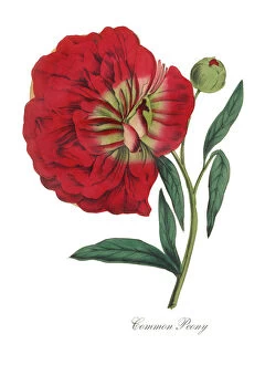 Images Dated 16th July 2015: Handcolored Peony Victorian Botanical Illustration