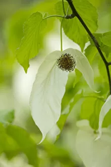 Images Dated 17th May 2013: Handkerchief tree -Davidia involucrata- flowers and leaves, native to China