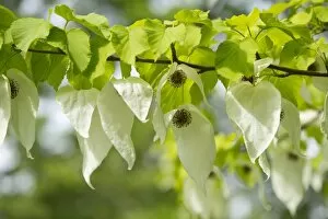 Images Dated 17th May 2013: Handkerchief tree -Davidia involucrata- flowers and leaves, native to China