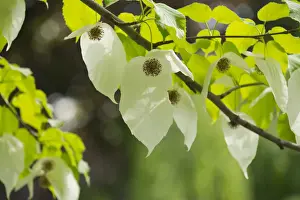 Handkerchief tree -Davidia involucrata- flowers and leaves, native to China
