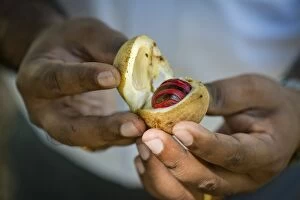 Images Dated 23rd February 2013: Hands holding a nutmeg with mace -Myristica fragrans- in its shell, Peermade, Kerala, India