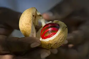Kerala Prints: Hands holding a nutmeg with mace -Myristica fragrans- in its shell