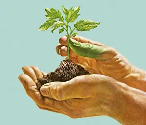 Hands Holding Seedling