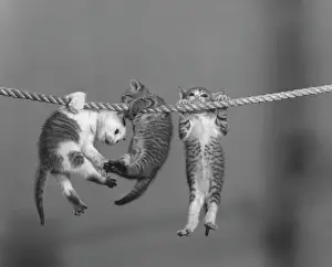 Prints of Three little kittens hanging by their claws from a rope. (Photo by Camerique/Getty Images) Funny Animal Prints: Hang In There