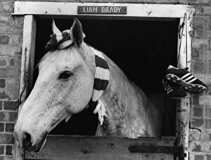 Racehorse Gallery: Hanging Up His Boots