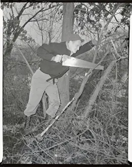 Hank Borowy Sawing Tree Limb
