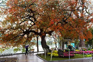 Images Dated 7th July 2012: Hanoi Autumn, orange leaves tree, central of Hanoi, Hoan Kiem Lake