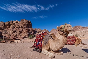Desert Gallery: Happy camel of Petra, Jordan