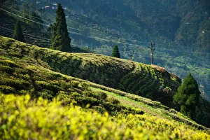 Images Dated 15th April 2012: Happy Valley Tea Estate, Darjeeling