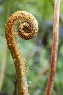 Images Dated 15th July 2012: Hapu u pulu fern -Cibotium glaucum-, a fern frond unfurling, Kilauea, Big Island, Hawaii, USA
