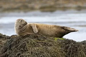 Marine Animal Collection: Harbor or Harbour Seal -Phoca vitulina-, Snaefellsnes, Snaefellsness, Iceland, Europe