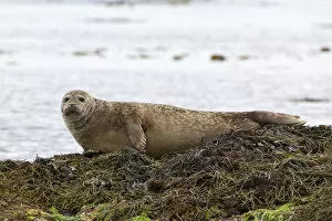 Images Dated 19th July 2011: Harbor or Harbour Seal -Phoca vitulina-, Snaefellsnes, Snaefellsness, Iceland, Europe