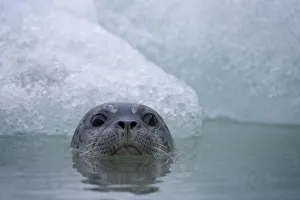Paul Souders Photography Gallery: Harbor Seal, South Sawyer Glacier, Alaska