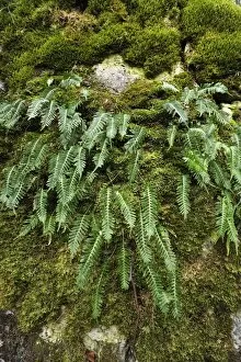 Images Dated 1st May 2013: Hard Shield Fern -Polystichum aculeatum- on a moss-covered rock, Hiltpoltstein, Upper Franconia