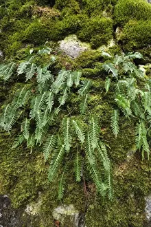 Oberfranken Prints: Hard Shield Fern -Polystichum aculeatum- on a moss-covered rock
