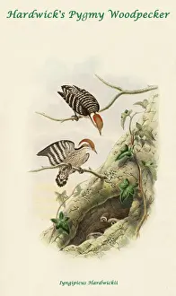 Beaks Prints: Hardwick's Pygmy Woodpecker