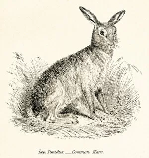 Images Dated 3rd April 2017: Hare engraving 1803
