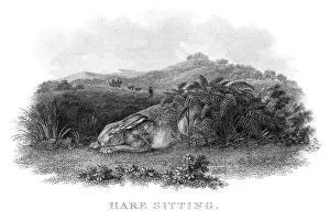 Hare engraving 1812