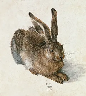 Hase