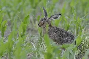 Images Dated 18th June 2014: Hare -Lepus europaeus-, Emsland, Lower Saxony, Germany