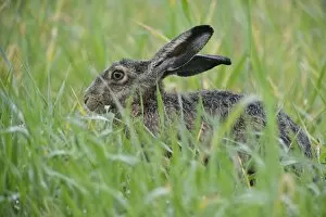 Images Dated 28th May 2014: Hare -Lepus europaeus-, Emsland, Lower Saxony, Germany