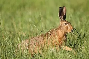 Hare -Lepus europaeus- in a meadow, Allgau, Bavaria, Germany