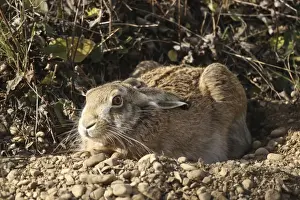 Allgau Prints: Hare -Lepus europaeus- in shallow depression or form on the ground