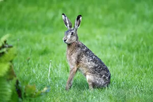 Images Dated 19th May 2012: Hare -Lepus europaeus-, sitting in the grass listening, Neuwerk Island, Germany