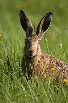 Images Dated 26th July 2012: Hare -Lepus europaeus- on a summer meadow, Allgaeu, Bavaria, Germany, Europe