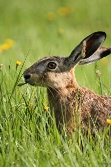 Images Dated 26th July 2012: Hare -Lepus europaeus- on a summer meadow, Allgaeu, Bavaria, Germany, Europe