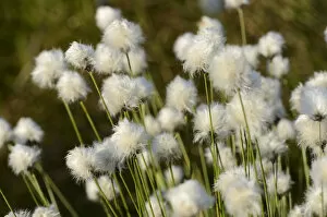 Images Dated 4th May 2012: Hare s-tail Cottongrass, Tussock Cottongrass or Sheathed Cottonsedge -Eriophorum vaginatum L