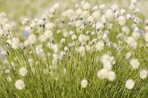 Eriophorum Prints: Hare s-tail Cottongrass, Tussock Cottongrass or Sheathed Cottonsedge -Eriophorum vaginatum L