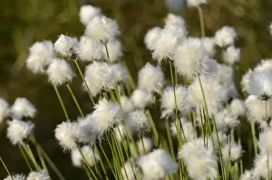 Eriophorum Prints: Hare s-tail Cottongrass, Tussock Cottongrass or Sheathed Cottonsedge -Eriophorum vaginatum L