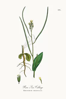 Images Dated 27th September 2017: Harea┬Ç┬Ös Ear Cabbage, Erysimum orientale, Victorian Botanical Illustration, 1863