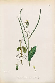Images Dated 18th January 2017: Harea┬Ç┬Ös Ear Cabbage, Erysimum orientale, Victorian Botanical Illustration, 1863