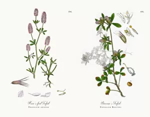 Images Dated 11th December 2017: Hareas-foot Trefoil, Trifolium arvense, Victorian Botanical Illustration, 1863