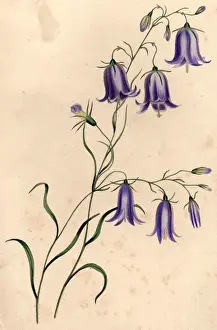 Harebells