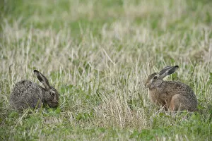 Images Dated 30th June 2014: Two Hares -Lepus europaeus-, Emsland, Lower Saxony, Germany