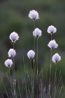 Emsland Prints: Hares-tail Cottongrass, Tussock Cottongrass