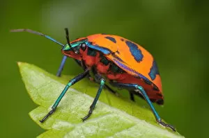 Harlequin Bug - Tectocoris diophthalmus