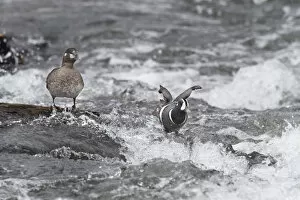 Wyoming Collection: Harlequin Duck on a mid-stream rock