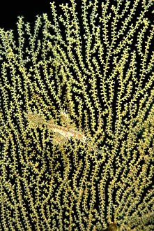 Hidden Prints: Harlequin ghost pipefish (Solenostomos paradoxus) on Sea fan
