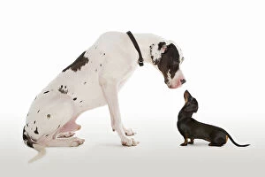 Funny Animals Collection: Harlequin Great Dane and Miniature Dachshund sitting face to face in studio