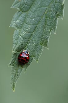 Coleoptera Gallery: Harlequin Ladybird, Asian lady beetle, or Japanese ladybug or -Harmonia axyridis- on nettle leaf